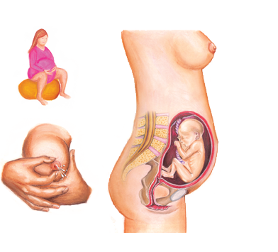 pregnancy illustrations
