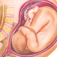 pregnancy illustrations